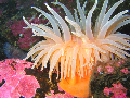 Sea anemones diving centre