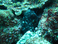 Octopus dive scuba 