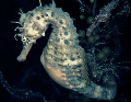 Big Belly Sea Horse scuba  diver