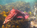 Massive cuttlefish bests cuba