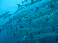Barracuda searchh dive sites