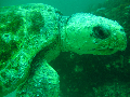 Massive Turtle search dive sites