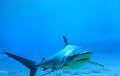 Dusky shark under water divving