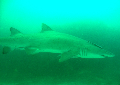 Grey Nurse Shark under  water diving