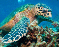 Close Up Turtle padii diving