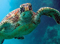 Turtle Swimming diev padi