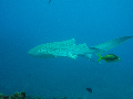  Leopard Shark find scuba
