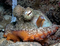 dive site Sydney Octopus