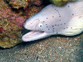 White Eel dives cuba 