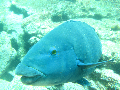 Blue Grouper under water diving