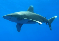Oceanic Shark padi diving
