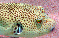 Puffer Fish scubapro