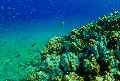 Reef snoorkel