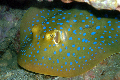 Blue Spot Sting Ray  coral