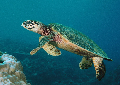 Hawksbill turtle best scuba