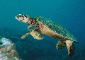 Hawksbill turtle sucba info