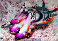Cuttlefish colours find scuba