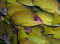 Blue lined snapper search dive istes
