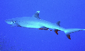 White Tip Reef Shark diving hsops